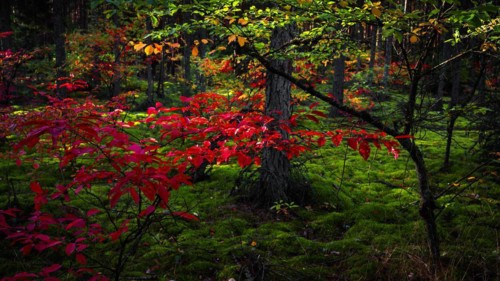 Autumn colours near Hermannsburg in Suedheide