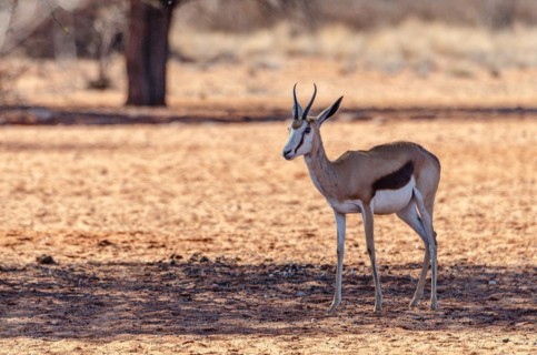 Kalahari