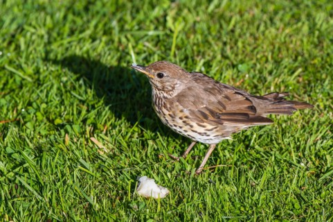 Hedge Sparrow