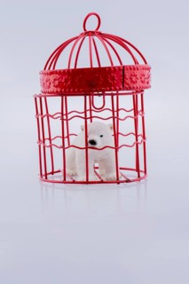 Polar bear captive in cage on white background