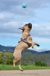 Athletic healthy fawn French Bulldog dog jumping high to catch a ball toy during playing fetch in front of blue sky