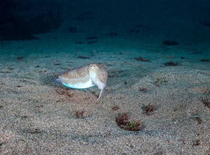Common cuttlefish