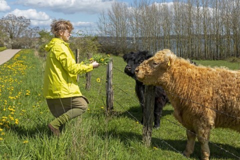 Woman feeding Galloway cattle with dandelion