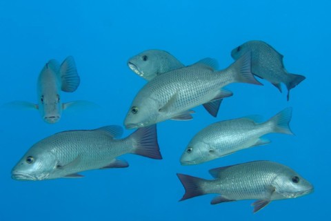 Group of mangrove red snapper