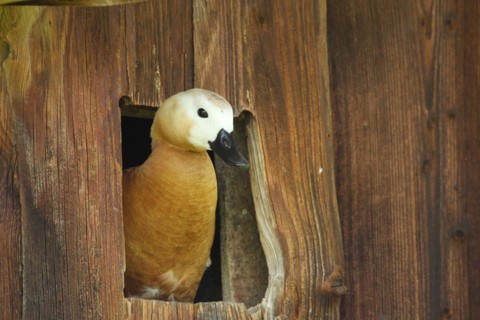 Ruddy Shelduck