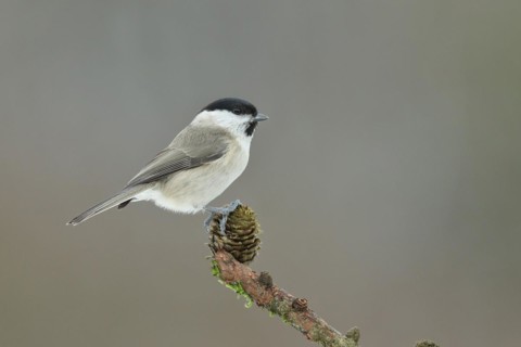 Willow tit