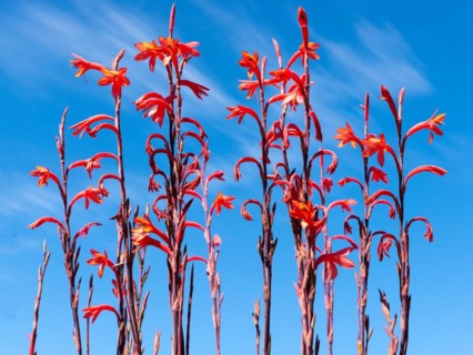 Sandveld lily