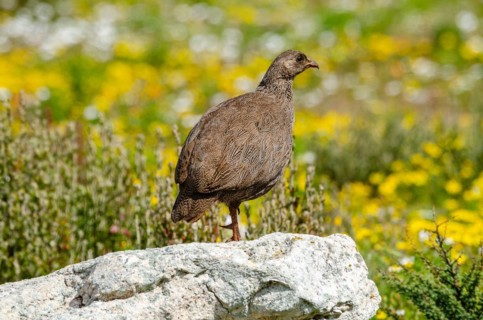Cape Francolin