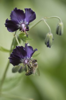 Honey bee