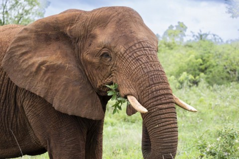 African elephant