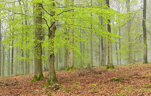 Beech forest with mist in early spring