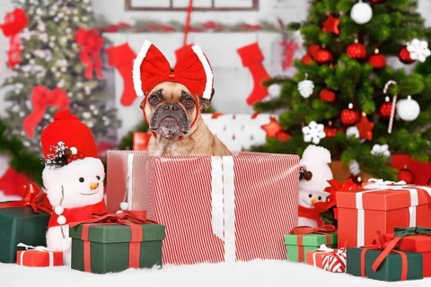 Cute French Bulldog dog in Christmas gift box between seasonal red and green decoration