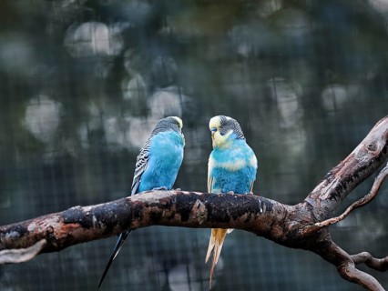 Two blue budgies