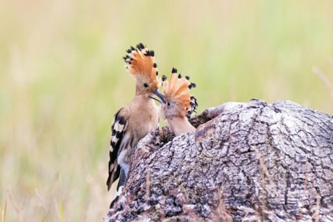 Hoopoe