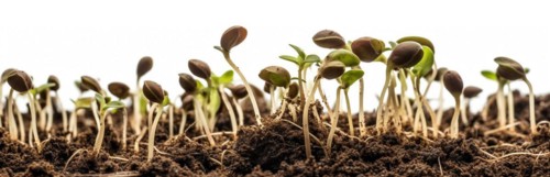 Seamless tileable cross section row of budding sprouts of new growth out of soil on a white background