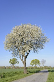Deciduous trees by a green grain field