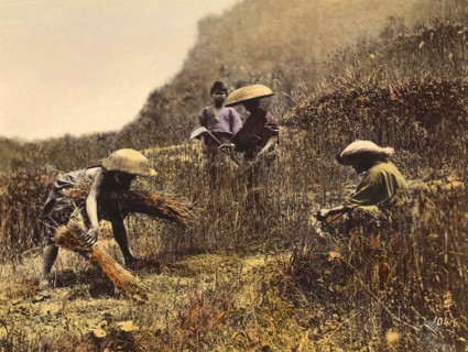 Agriculture