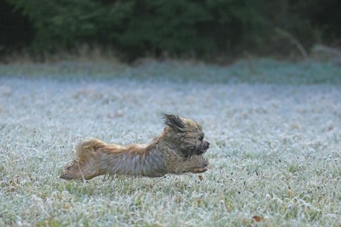 Dog