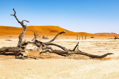 Dead camelthorn tree