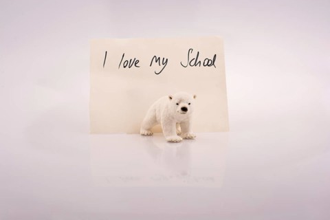 Polar bear model and love of school on a white background