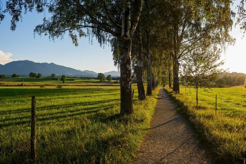 Path with birch avenue