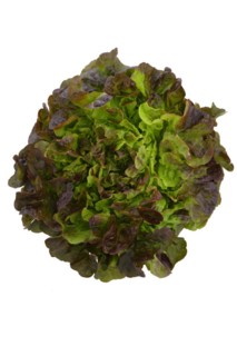 Oak leaf lettuce