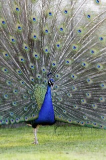 Indian peafowl