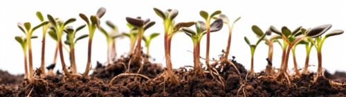 Seamless tileable cross section row of budding sprouts of new growth out of soil on a white background
