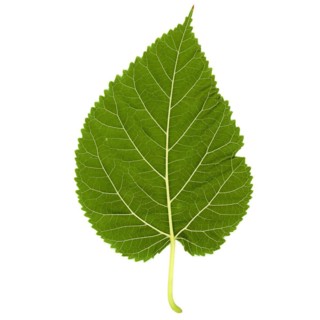 Mulberry tree leaf isolated over white