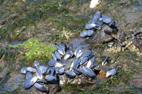 Mytilus