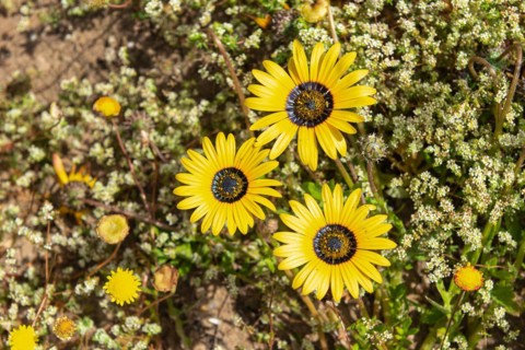 Yellow flower