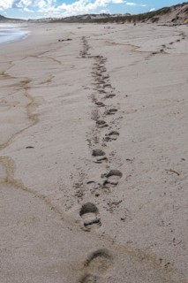 Atlantic Coast