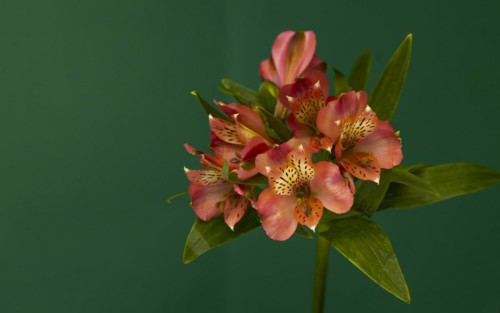 Decorative Golden Inca Lily on a Green Background