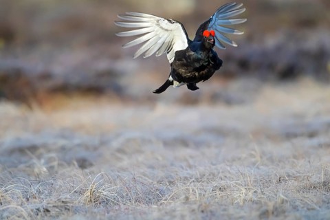 Black grouse