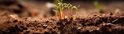 Row of budding sprouts out of moist soil