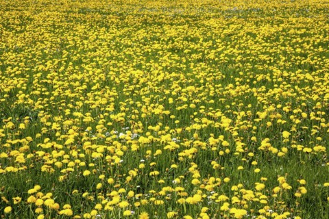 Meadow with flowering common dandelion