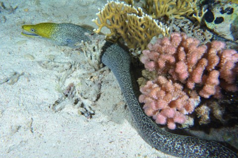 Free-swimming undulated moray