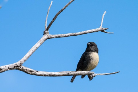 Tomtit