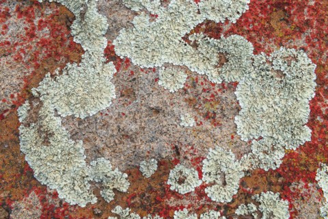 Postberg Section