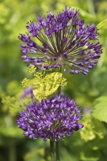 (Allium) aflatunense Purple Sensation in front of Smyrnium perfoliatum, Emsland, Lower Saxony,