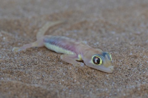 Namib sand gecko
