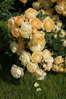 Blooming beautiful bunch of roses in spring garden