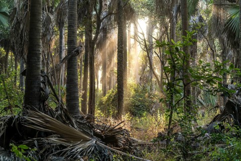 Sunbeams in the jungle