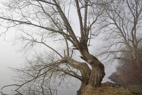 Foggy atmosphere at Lake Moehne