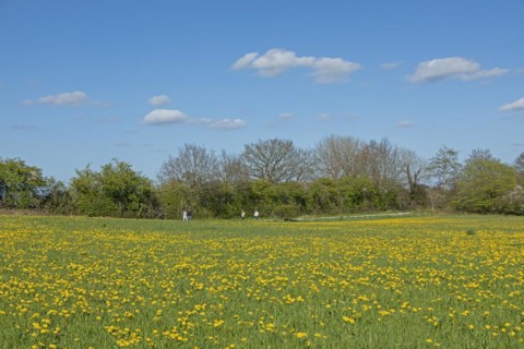 Flower meadow