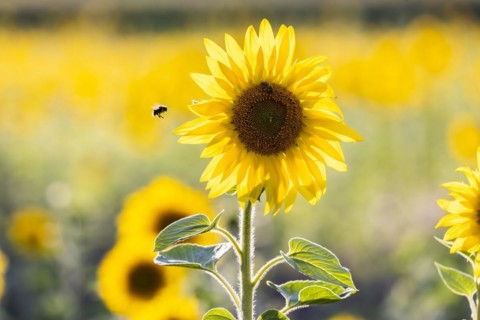 Sunflower