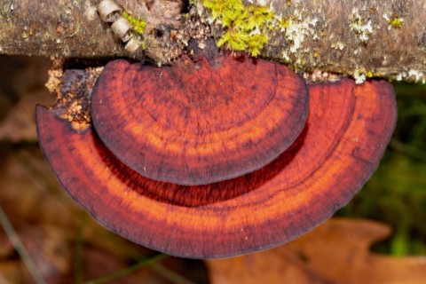Red-edged tree sponge two red-black fruiting bodies on top of each other on tree trunk
