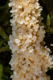 Foam slime mould creamy yellow crusty fruiting body on stalk in front of green moss