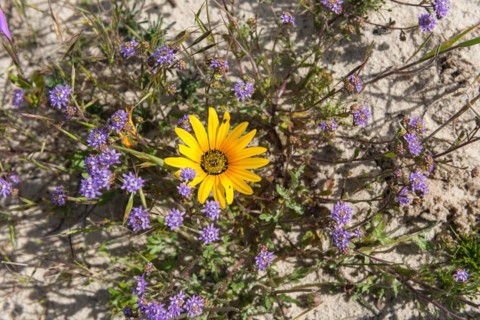 West Coast National Park