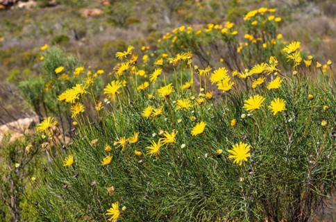 Giant Resinbush